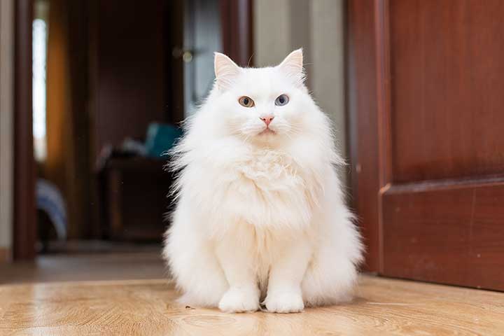 A Turkish Angora